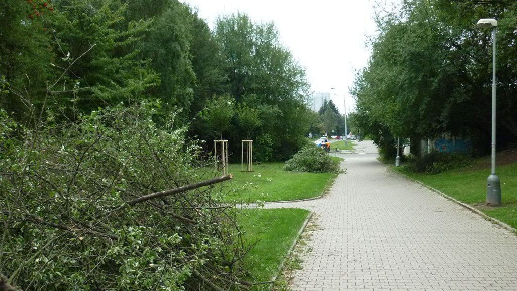 zivotniprostredi-stromy2